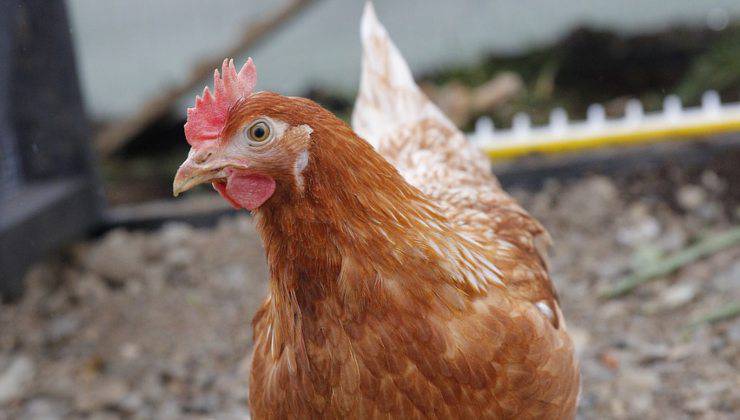 gallina in primo piano che cerca avanzi di cibo 