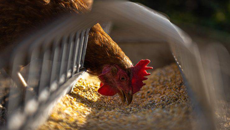 Gallina mangia non avanzi di cibo ma mangime specifico