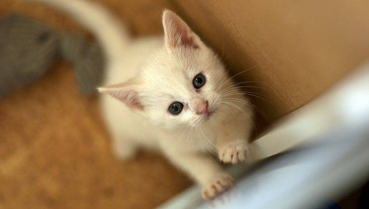 Gattino bianco 