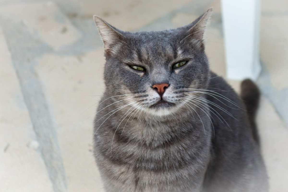 Il tuo gatto imita le tue espressioni