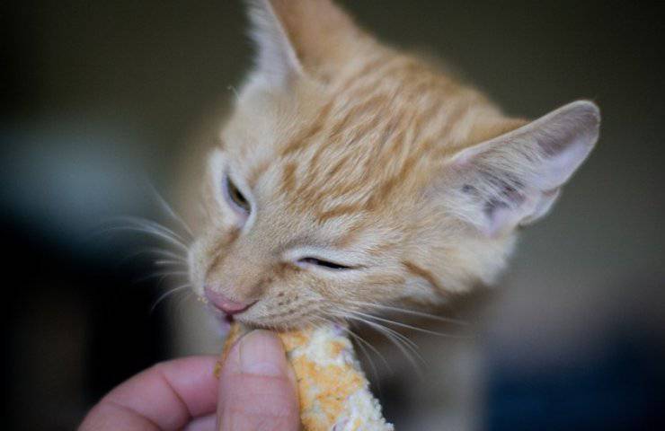 Il tuo gatto disdegna alcuni marchi di cibo