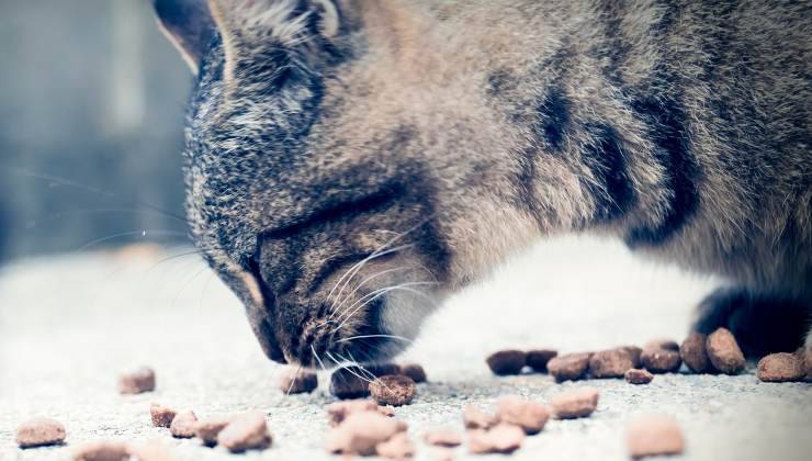 Gatto mangia crocchette 