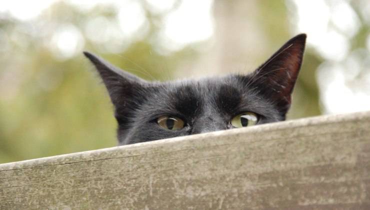 gatto nero spia 