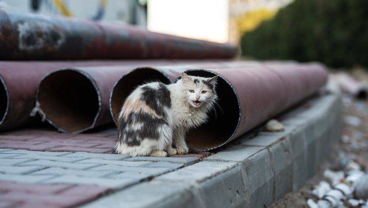 gatto randagio spaventato