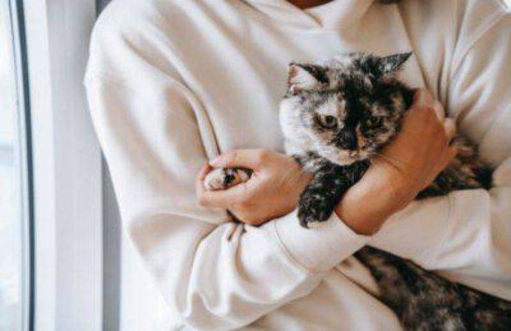 Al tuo gatto piace essere preso in braccio?