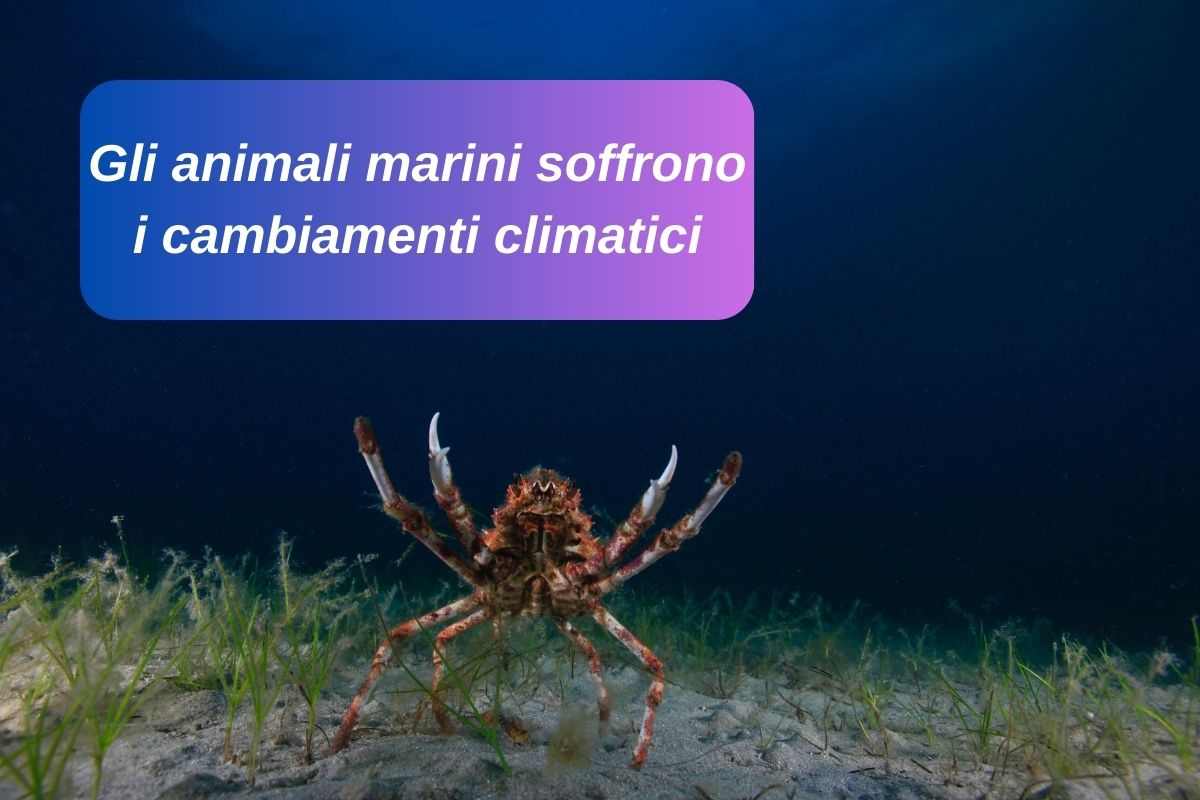 Granseola artica nell'oceano soffre i cambiamenti climatici