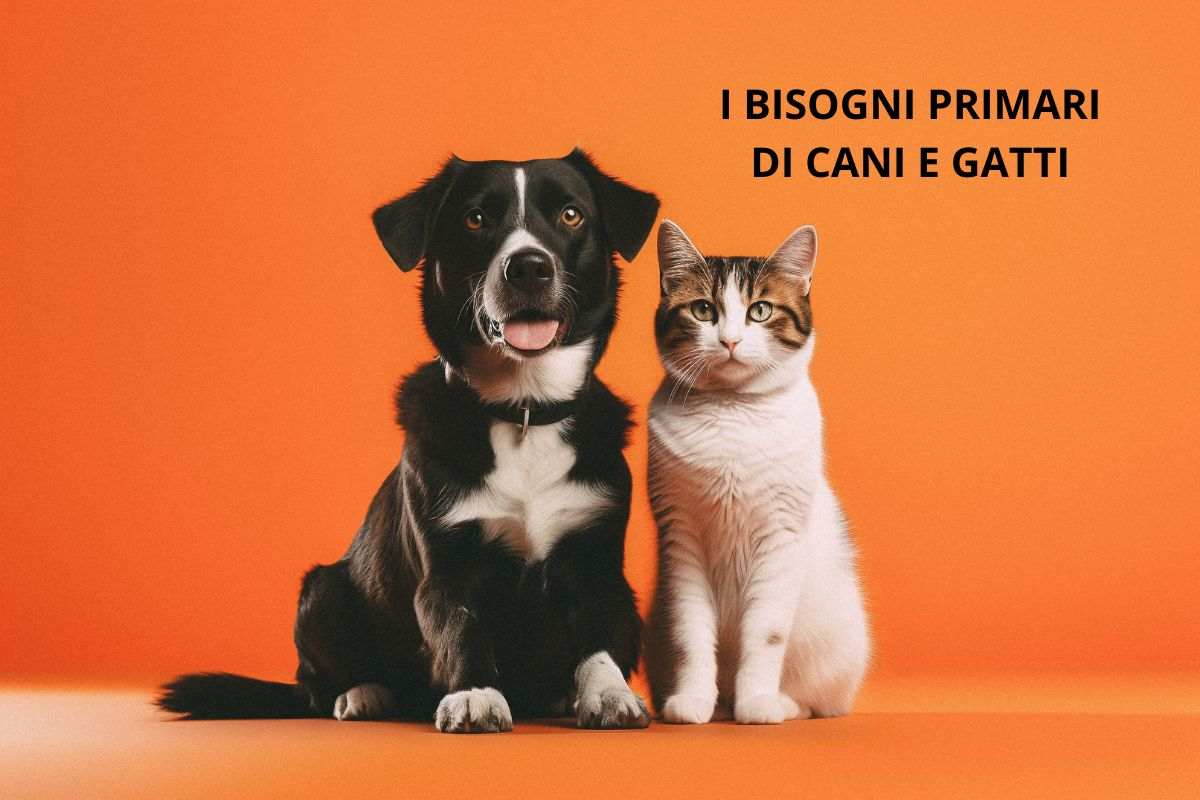 Un cane e un gatto su sfondo arancione