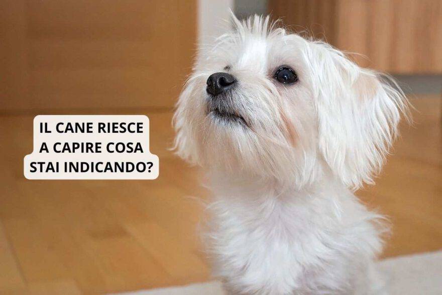 Il cane riesce a capire cosa stai indicando? La ricerca scientifica