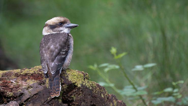 Kookaburra 