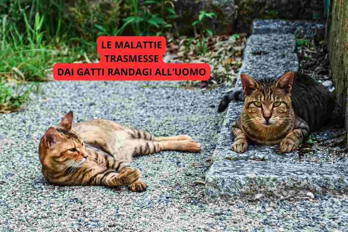 Due gatti randagi che trasmettono malattie all'uomo