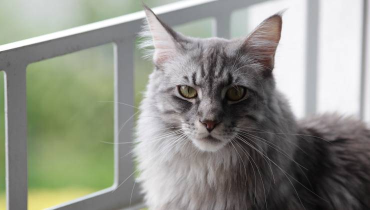 Maine Coon con sguardo fisso 