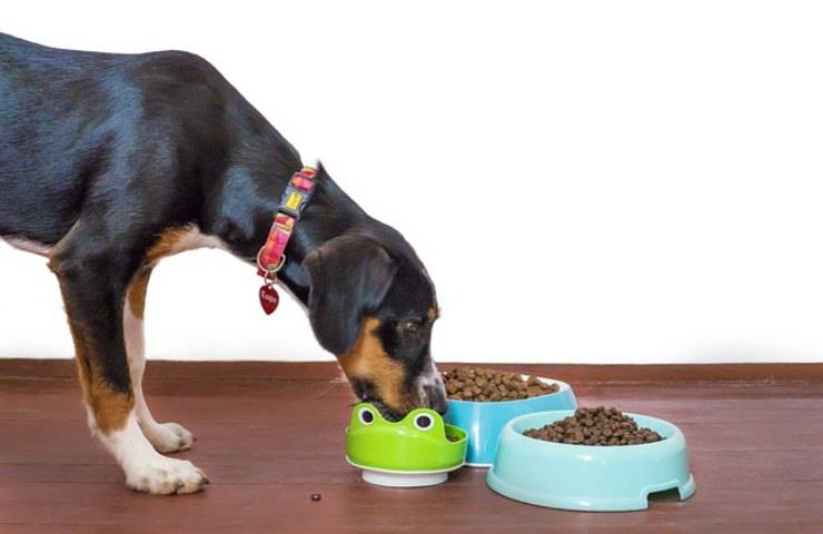 Pane raffermo e nutrizione del cane