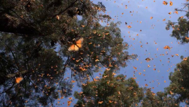 migrazione farfalle monarca