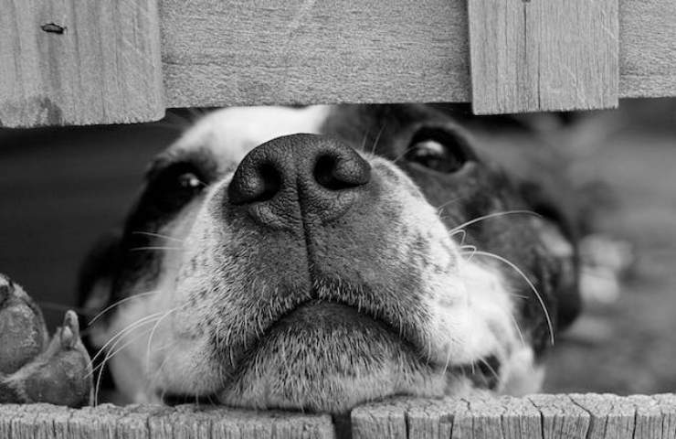 il tuo cane fa questo è perché si sente minacciato