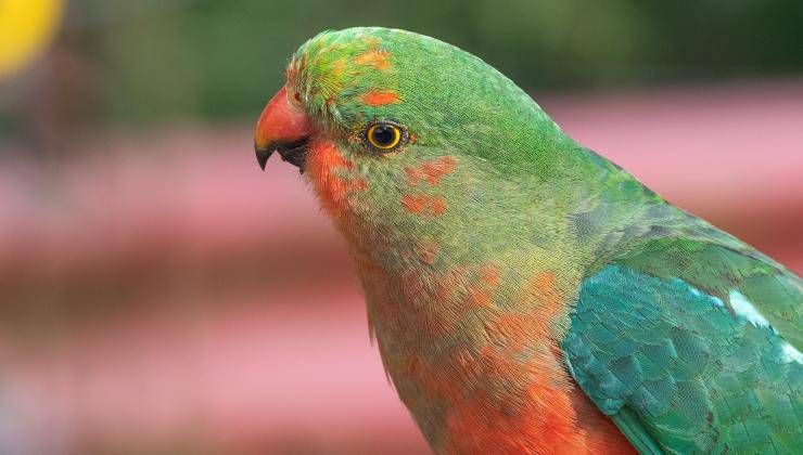 pappagallino colorato forse ammalato 