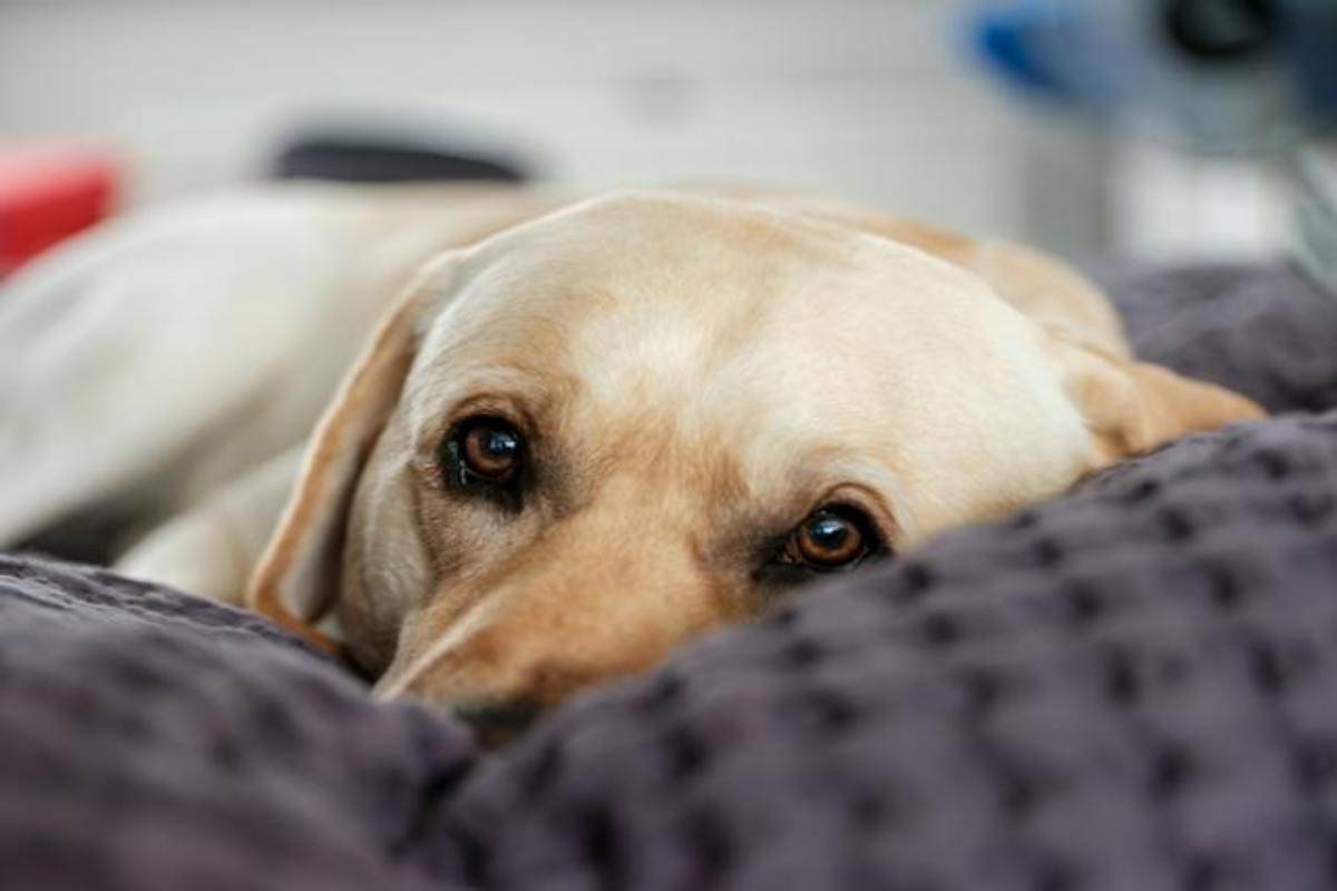 il tuo cane fa questo è perché si sente minacciato