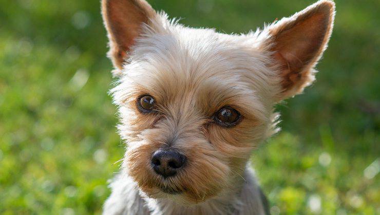 Primo piano cagnolino Yorkshire 