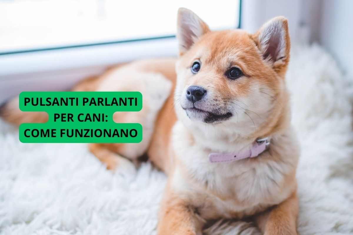 Come usare i pulsanti parlanti per cani: la funzione e l'utilità