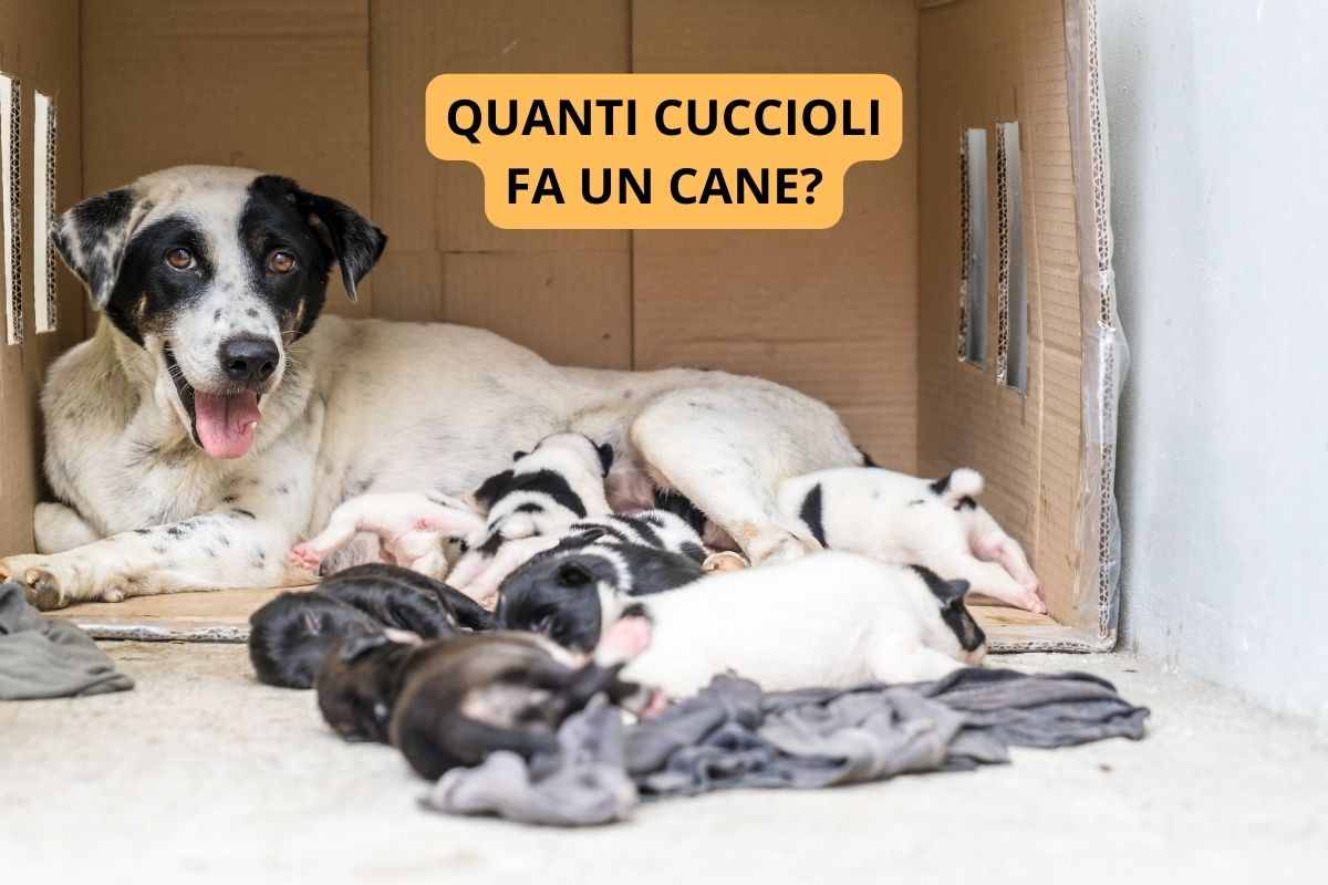 Mamma cane con i suoi cuccioli