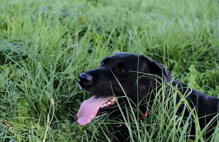 cura per l'alito cattivo del tuo cane