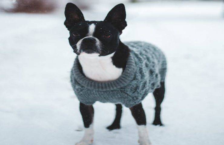 cappotto per cani non è sempre una buona idea