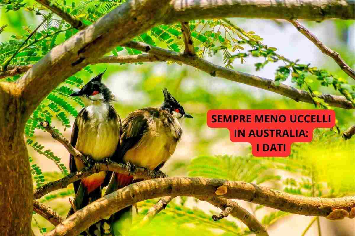 Uccelli sul ramo