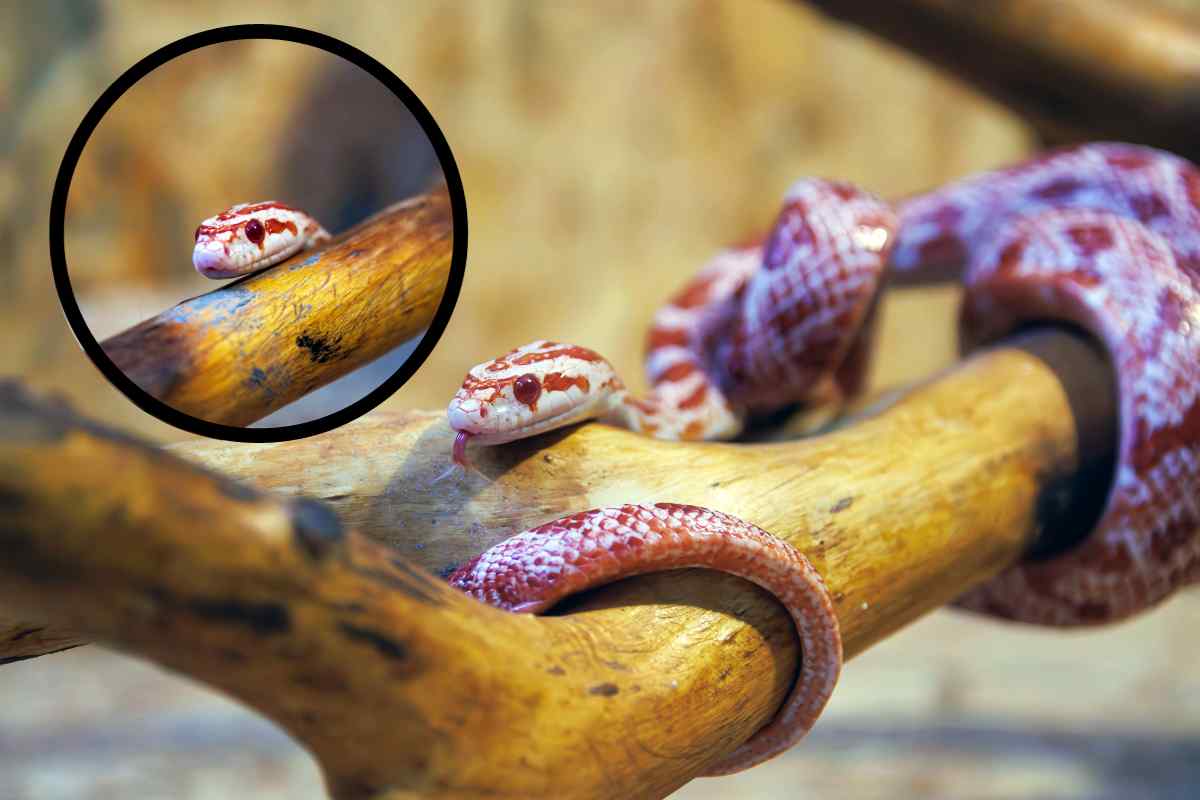Perché scegliere un serpente del grano come animale domestico