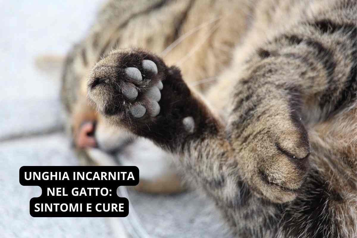 zampe del gatto