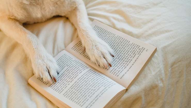 zampe del cane su un libro 