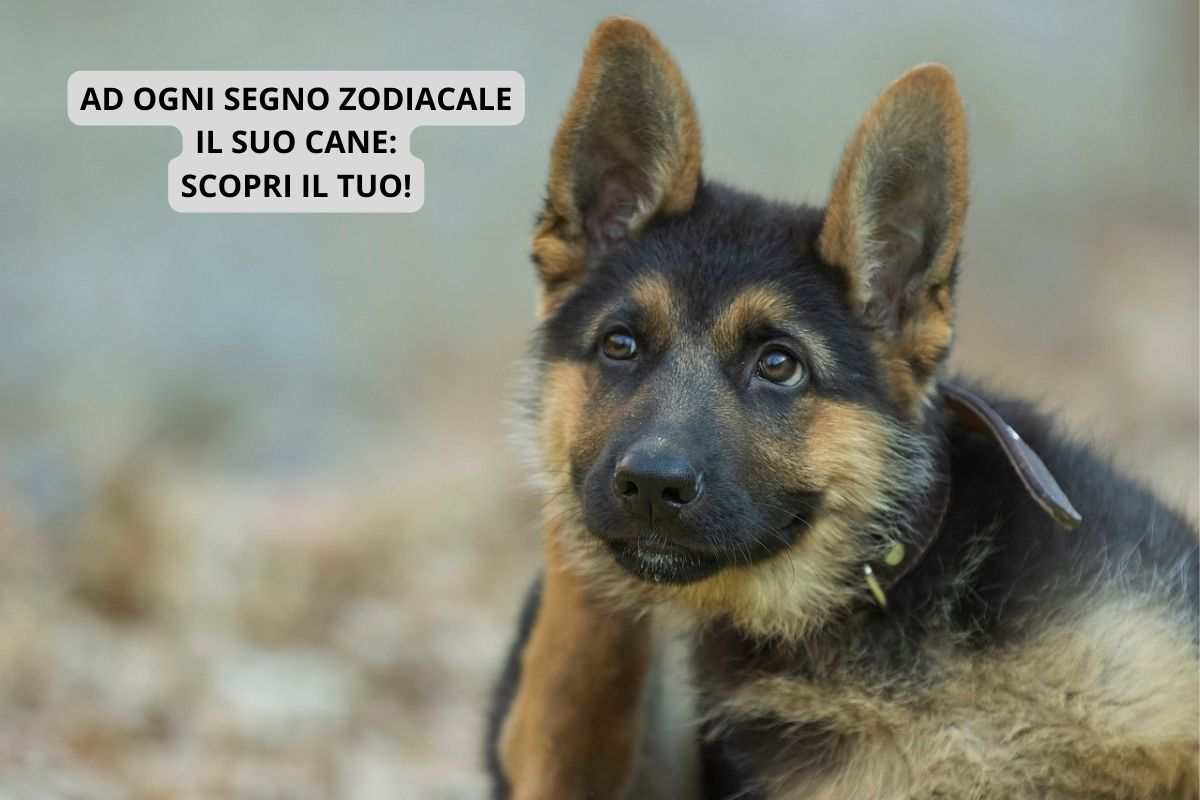 cane che corrisponde ad un segno zodiacale