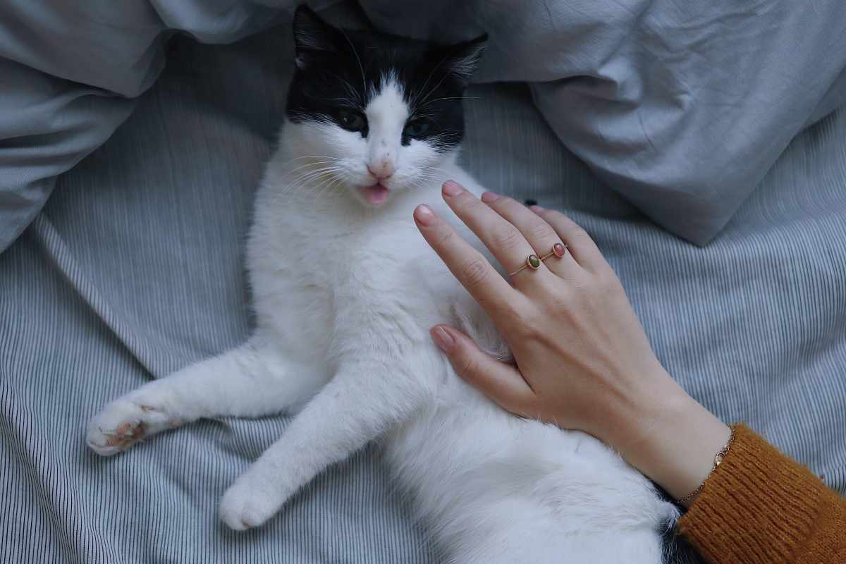 Accarezzare un gatto