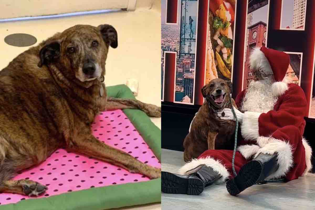 Il cane sdraiato su una coperta e insieme a Babbo Natale