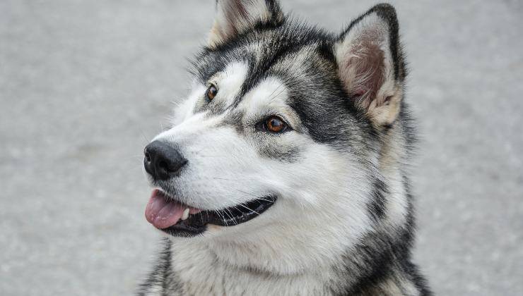 Alaskan Malamute