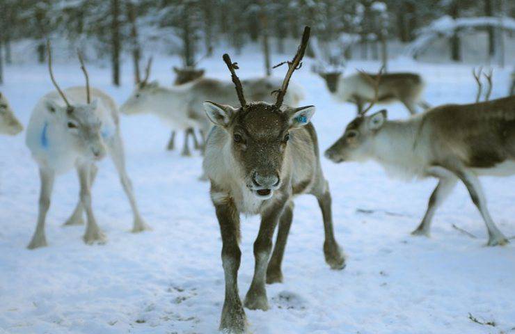 Addio alle renne di Babbo Natale