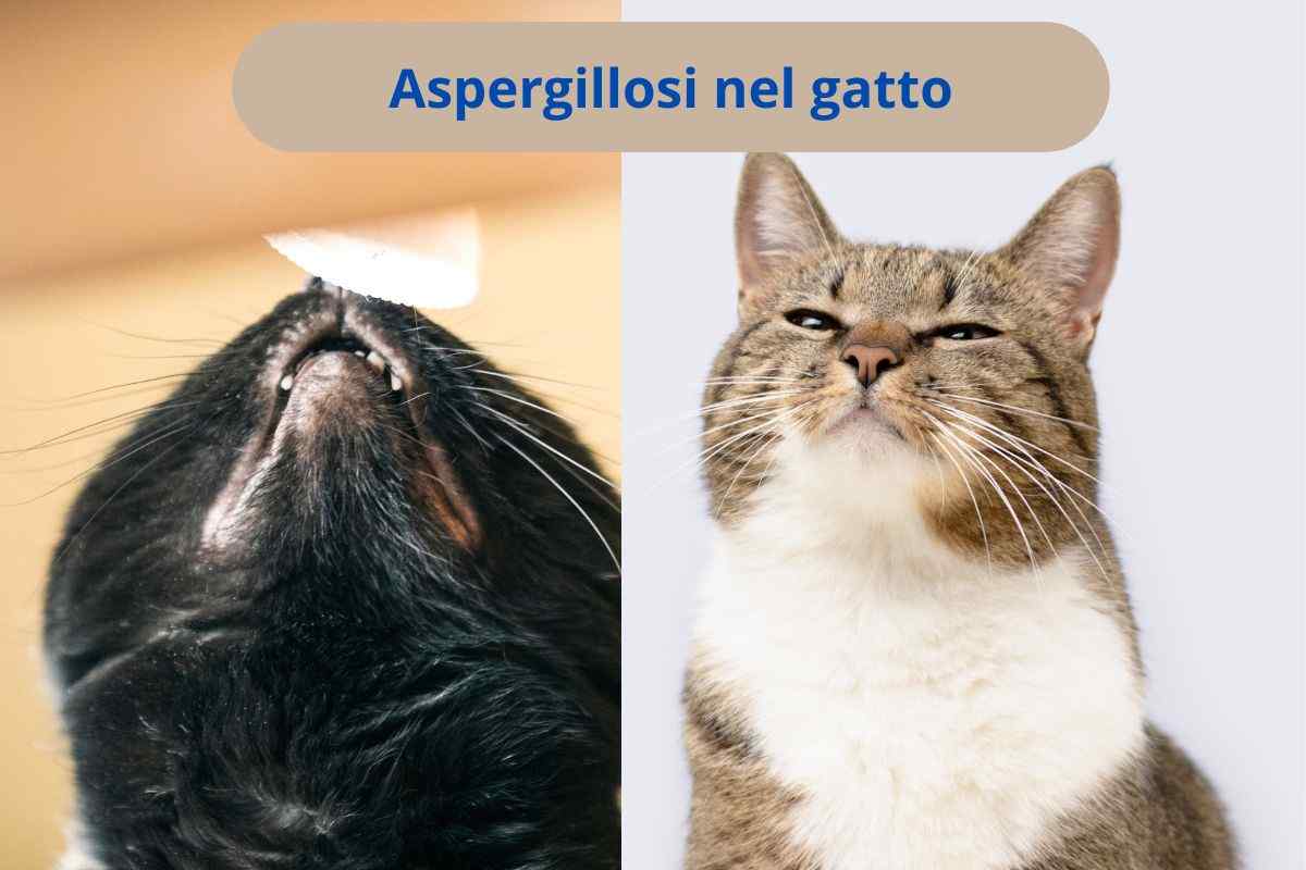 Gatti che annusano l'aria