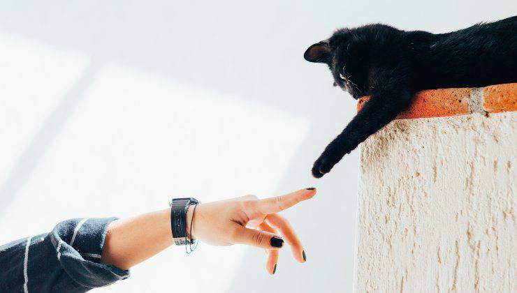 Avvicinarsi ad un gatto