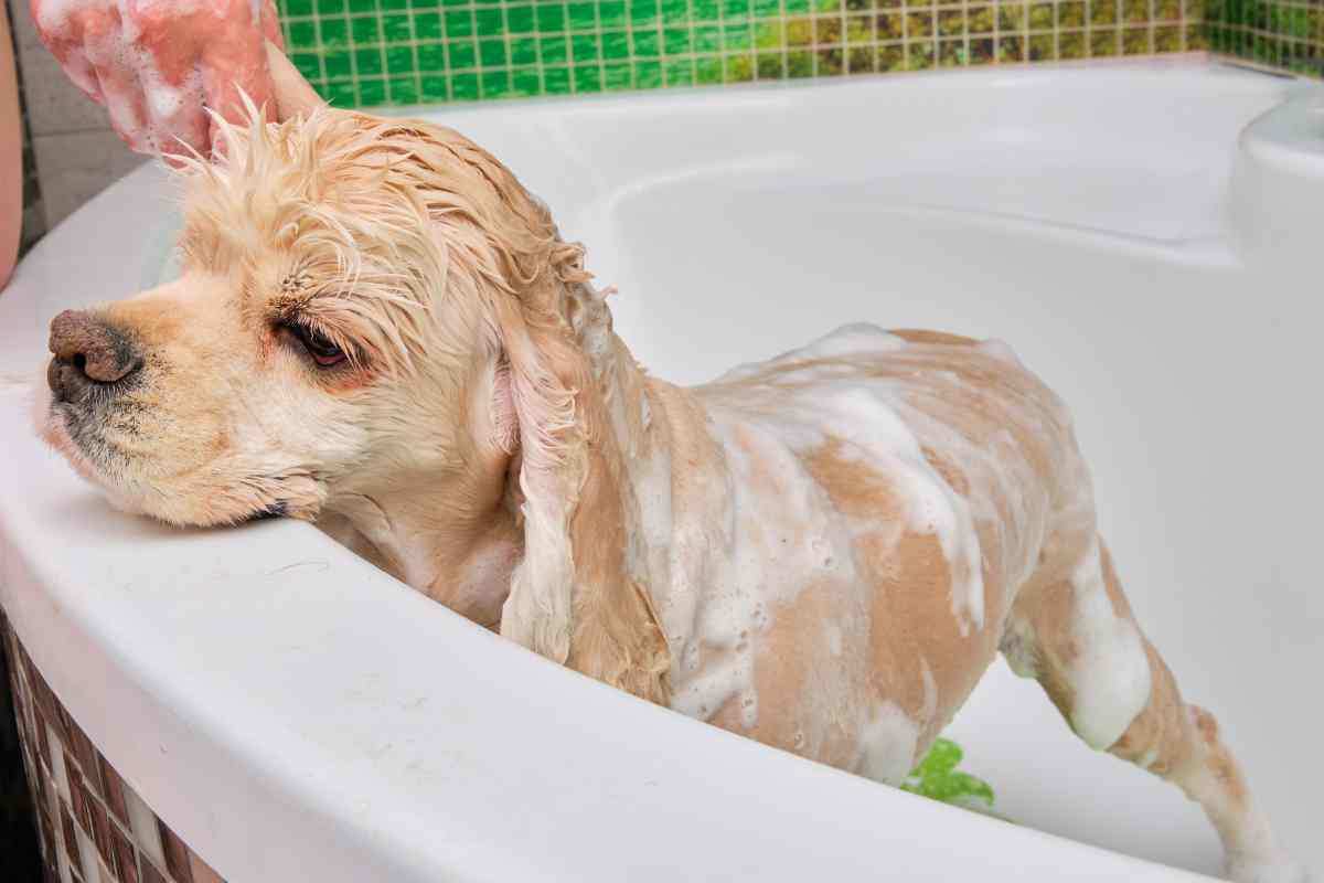 Se lavi il tuo cane con questi prodotti danneggi la sua pelle in modo pericoloso
