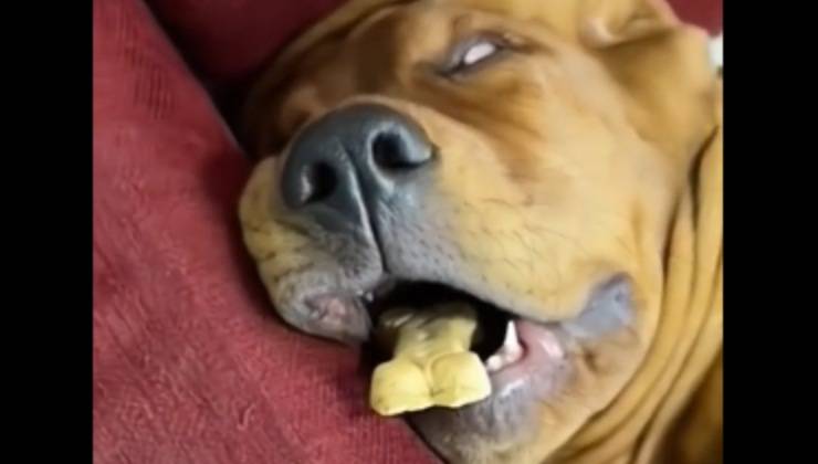 Biscotto in bocca al cane
