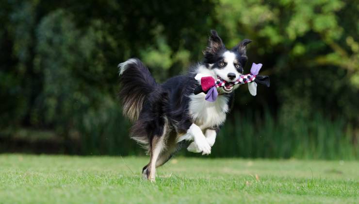 Border Collie gioca 