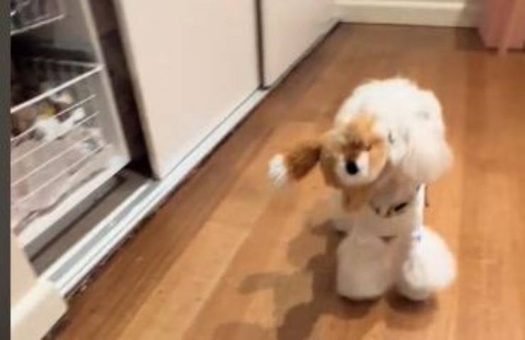 Arriva un fratellino: La reazione del piccolo maltese