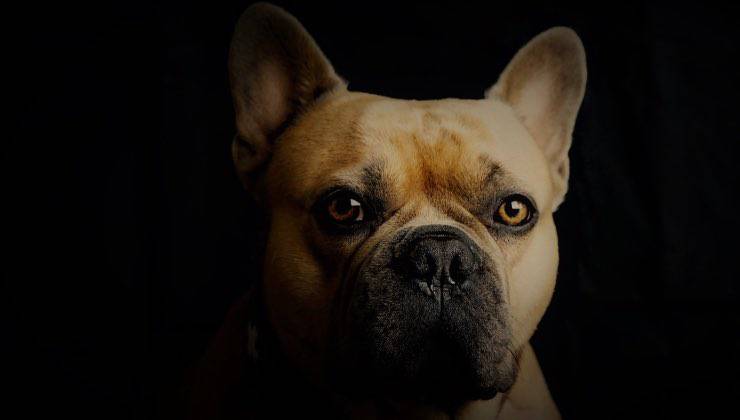 Cane di razza bulldog francese con gli occhi illuminati di notte 