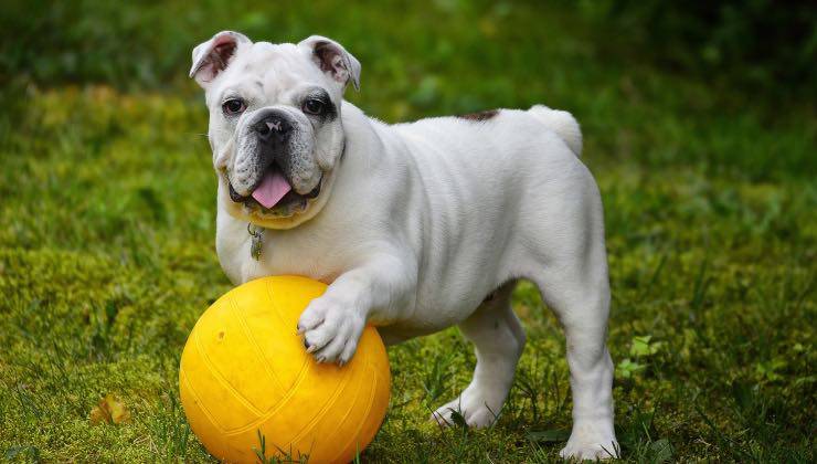Cane Bulldog inglese nel prato con una palla gialla per prevenire la demenza 
