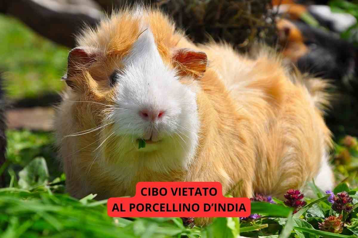 YAFEINI Collana Argento 925 Con Porcellino D'India Sulla Luna – Regalo Per Amanti Cavia