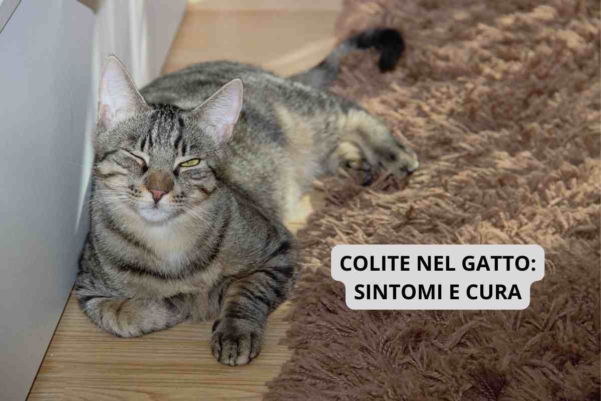 Gatto domestico appoggiato sul pavimento soffre di colite