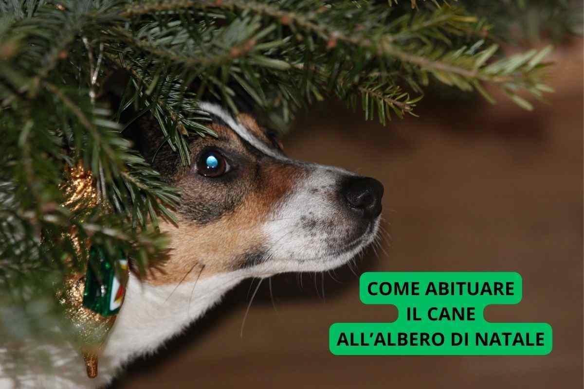 Cane sotto l'albero di Natale