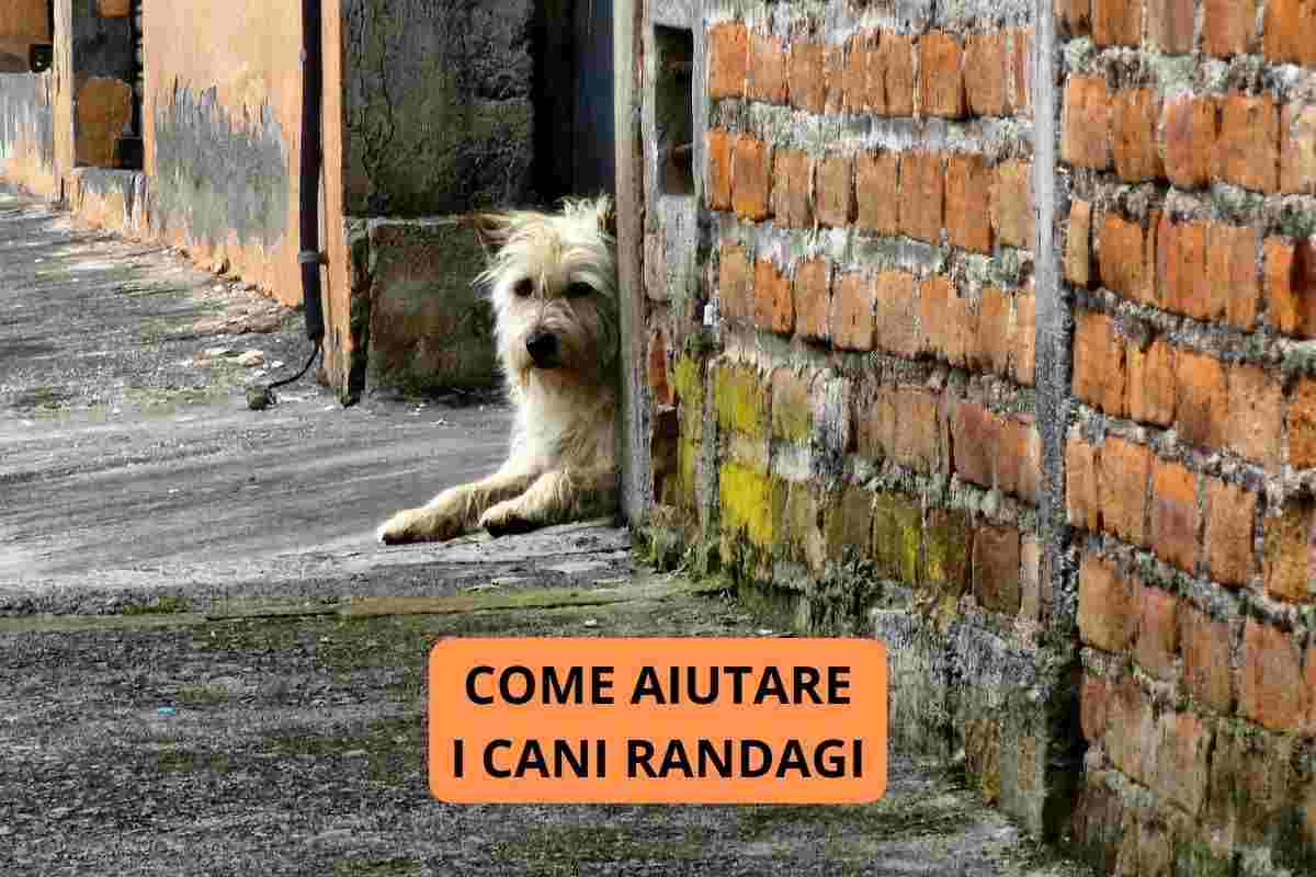 cane randagio da aiutare