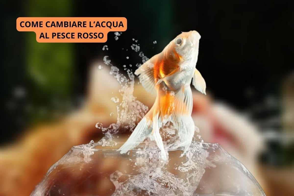 pesce rosso che ha bisogno di cambiare l'acqua