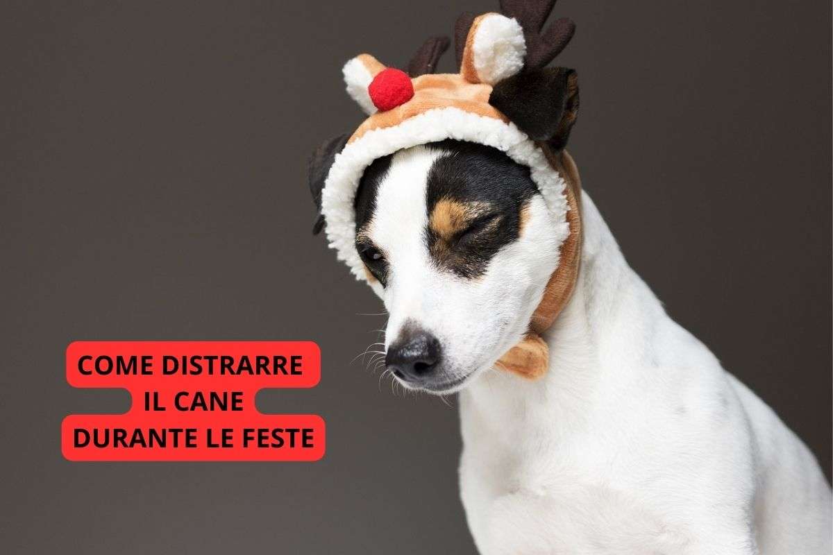 Cane da distrarre durante le feste