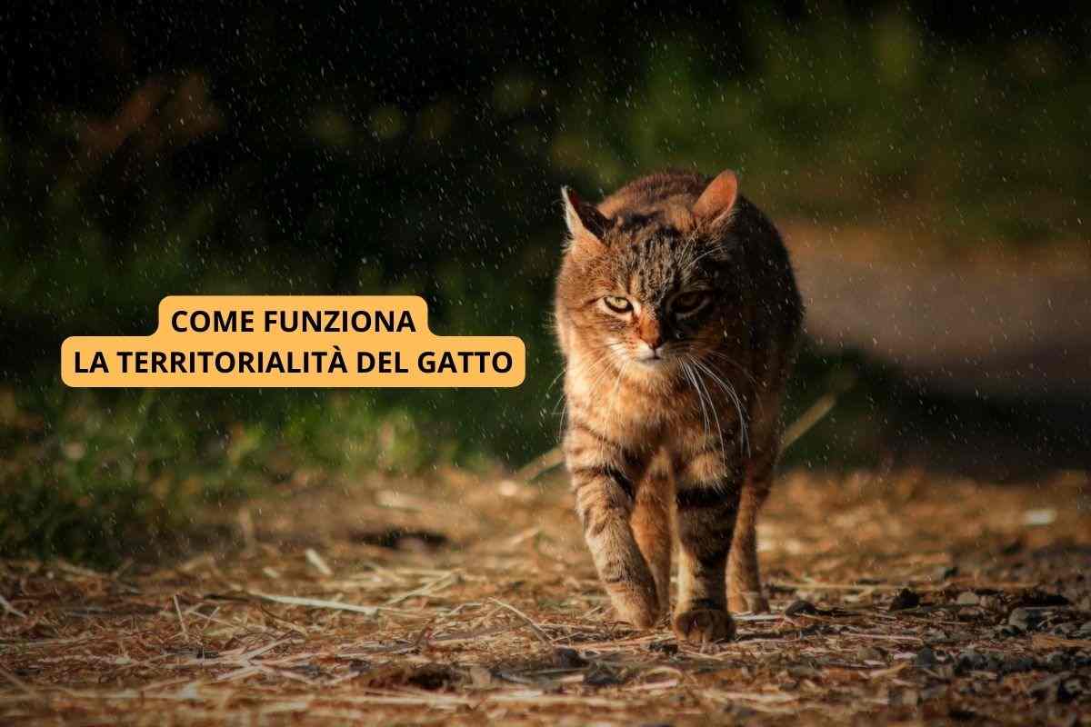 gatto territoriale