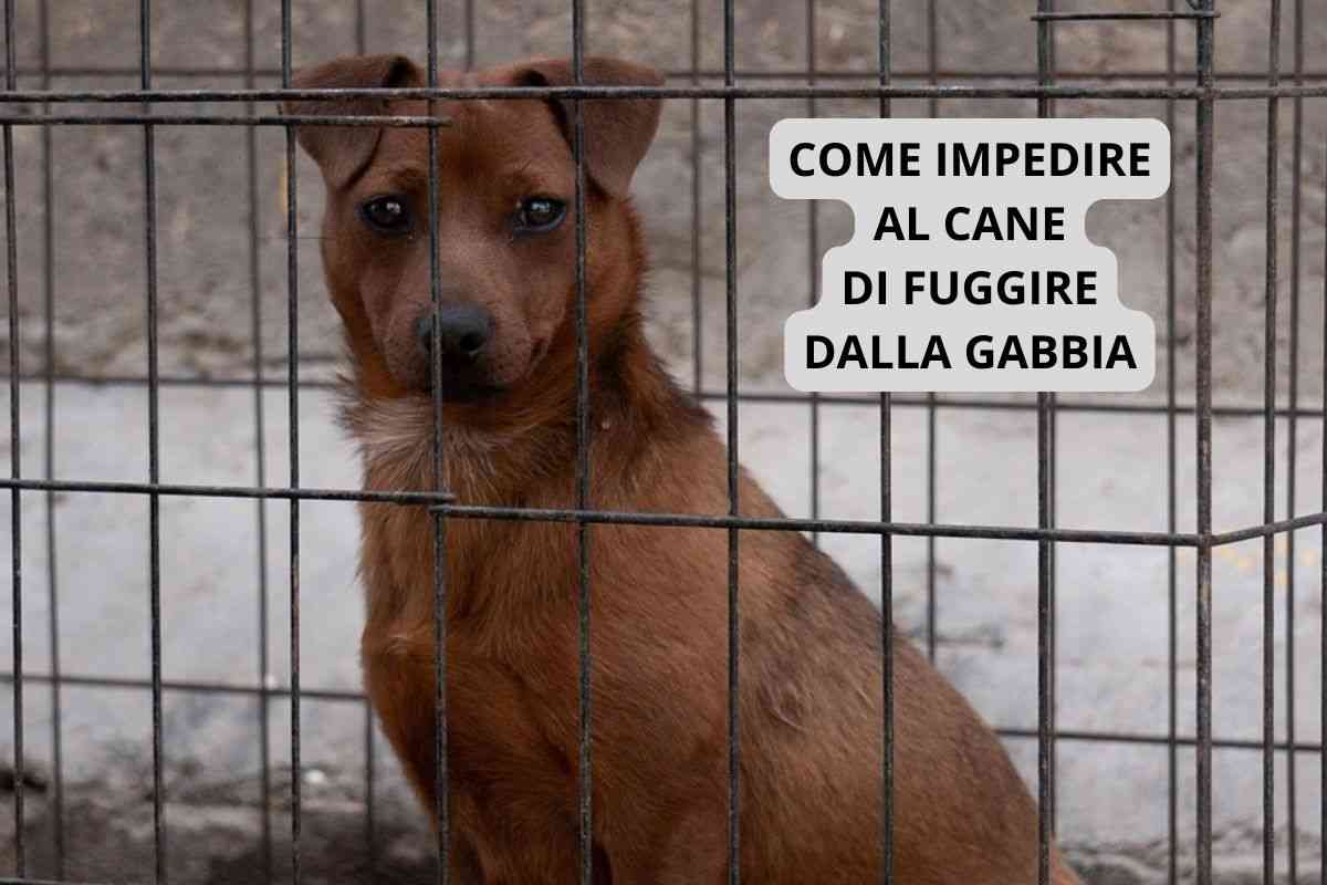 Cane in gabbia che potrebbe fuggire